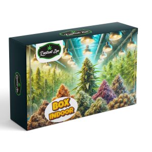 Box Indoor - CBD Premium - Indoor